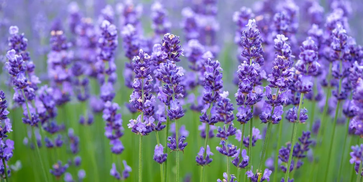 Lavender in Herbal Medicine