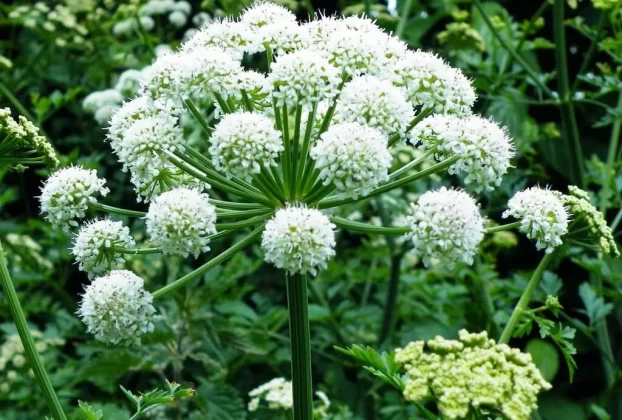 Natural Remedies for Psoriasis - Angelica Sinensis