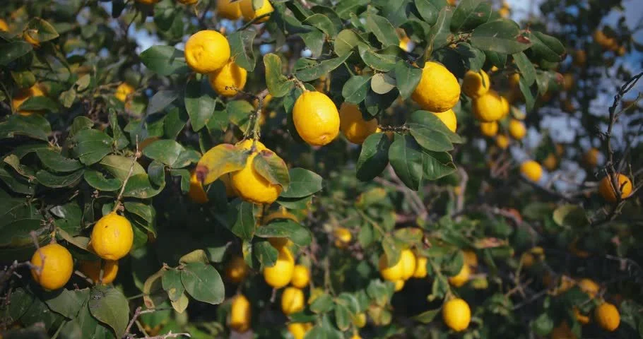 Natural Remedies for Psoriasis - Bergamot Orange