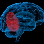 How Does Chronic Pain Affect the Brain
