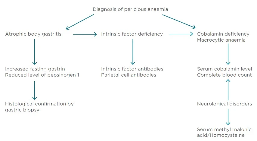 Diagnostic algorithm for pernicious anemia