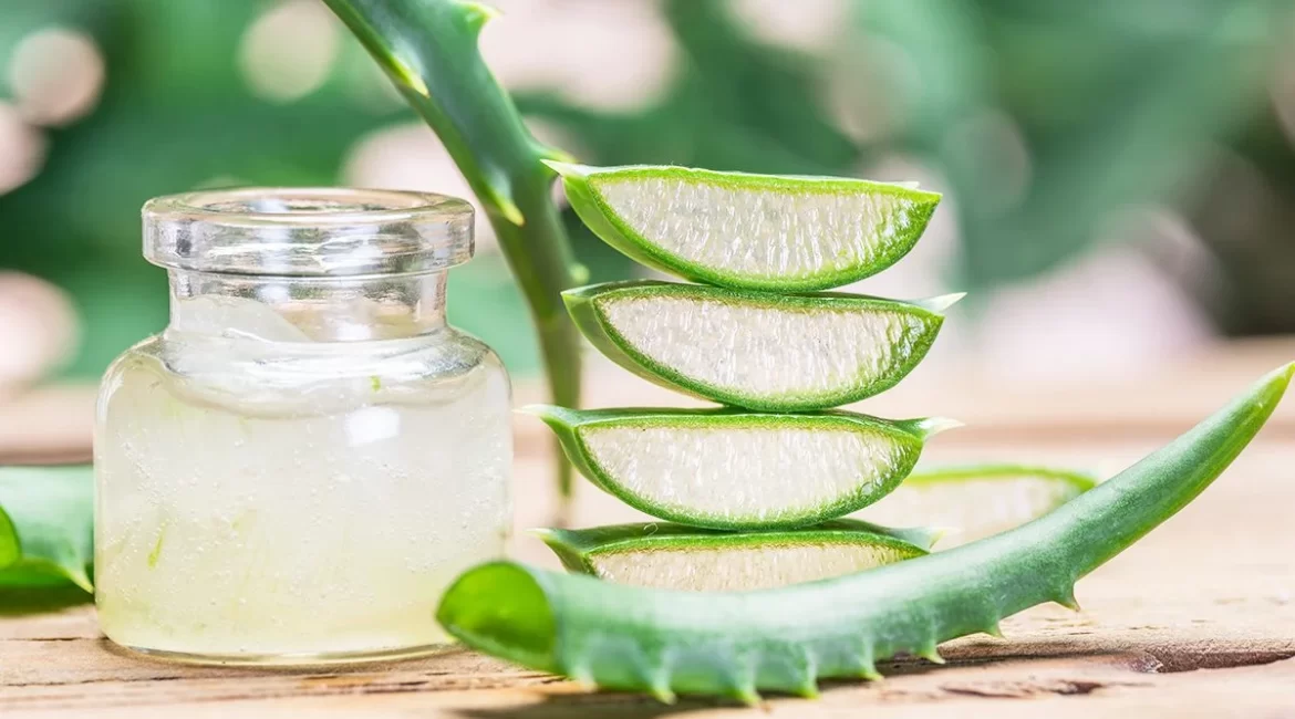 wound healing herb - Aloe Vera