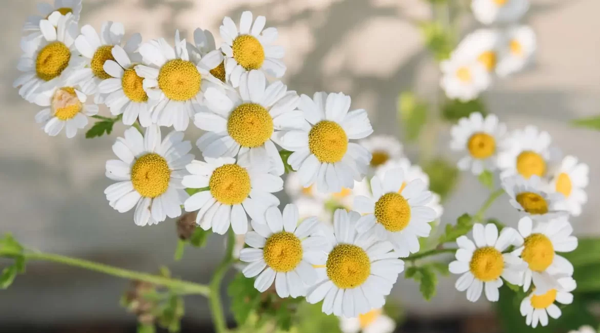 Wound healing herb -Chamomile