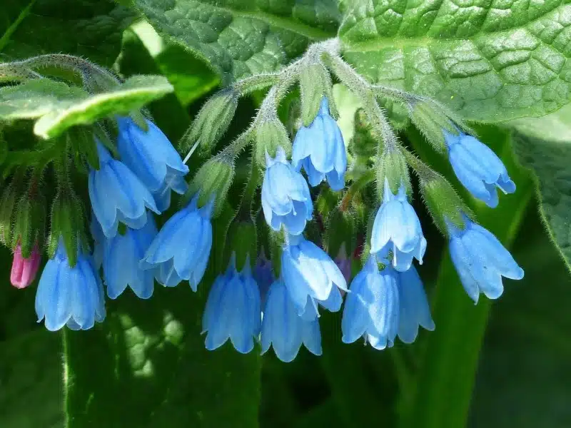 Wound healing herb -Comfrey