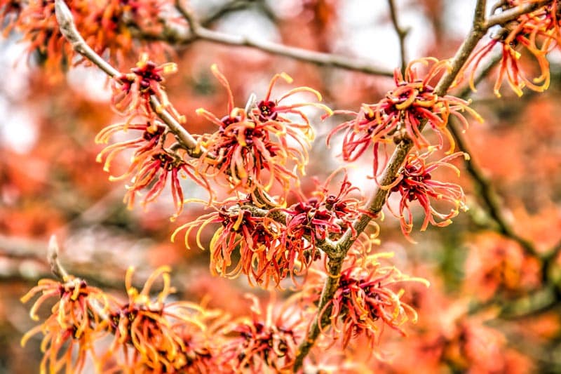 Wound healing herb -Witch Hazel