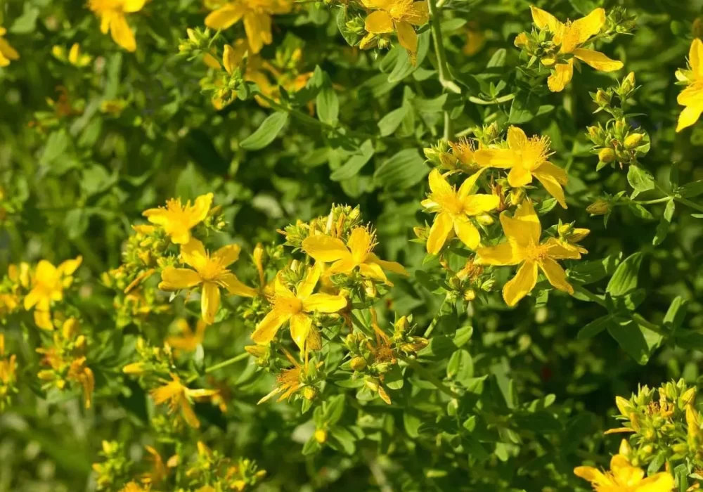 Natural Remedies for Psoriasis - Hypericum Perforatum