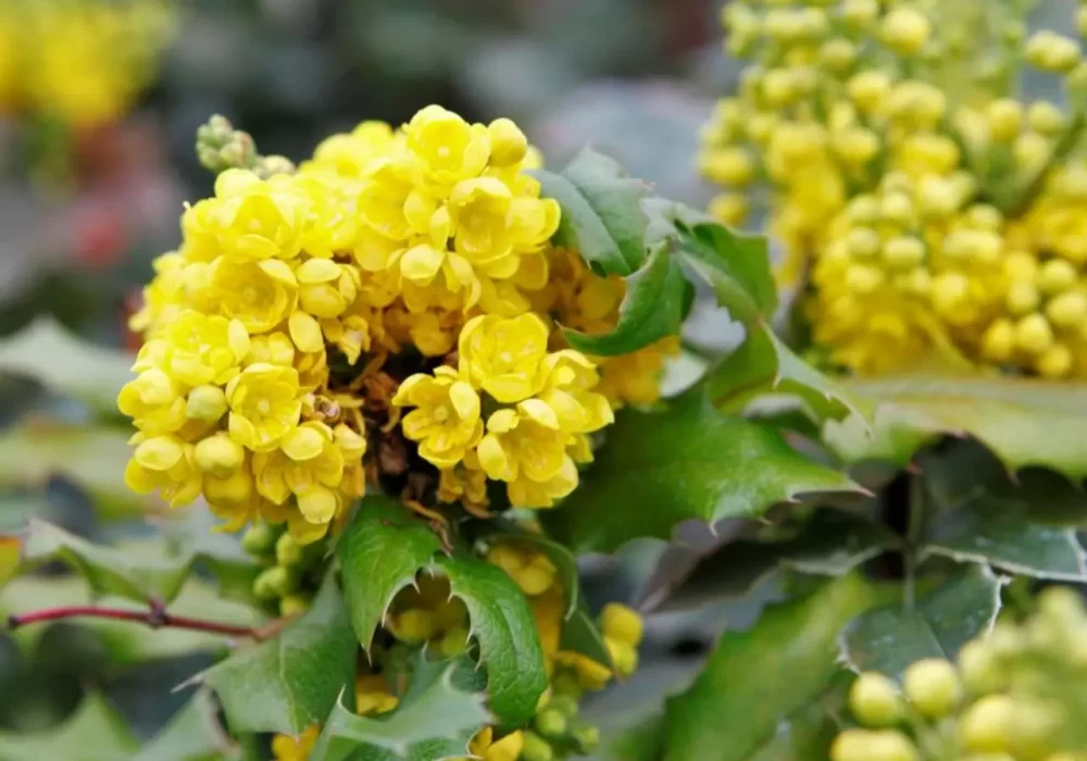 Natural Remedies for Psoriasis - Mahonia Aquifolium
